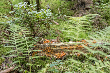 mushroom colony in undergrowth of Black Forest near Lauterbach, Germany