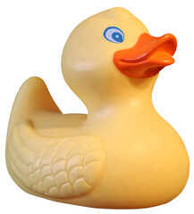 isolated rubber duck