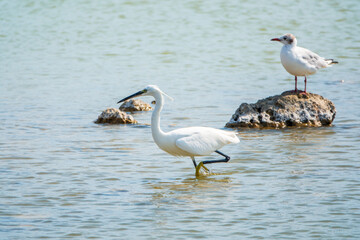 The small white heron or Little egret stands in the lake