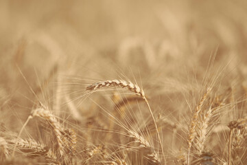 Wheat spikes
- 534000262
