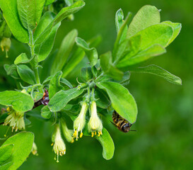 Blooming fruit honeysuckle, honeyberry edible and a bee on a leaf.
