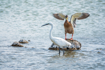 The small white heron or Little egret stands in the lake