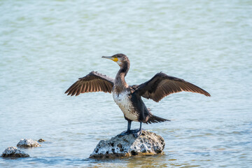 Great cormorant, Phalacrocorax carbo, sits on stone and dries its wings on the wind.