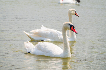 Two Graceful white Swans swimming in the lake, swans in the wild