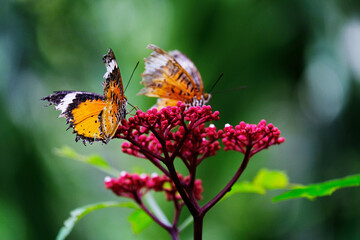 butterfly on flower