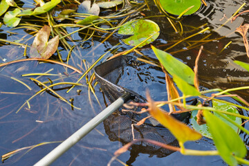 cleaning the pond with a hand net