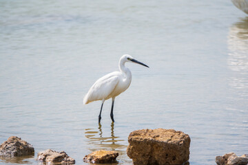 The small white heron or Little egret stands in the lake
