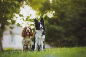 dog pet Spaniel Border Collie portraitin the park