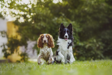 dog pet Spaniel Border Collie portraitin the park