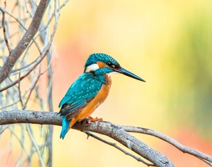 Common kingfisher on a branch 