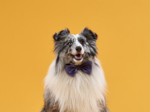 dog on a yellow background in the bow tie. Marbled Sheltie in photo studio