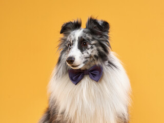 dog on a yellow background in the bow tie. Marbled Sheltie in photo studio