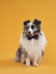 dog on a yellow background in the bow tie. Marbled Sheltie in photo studio