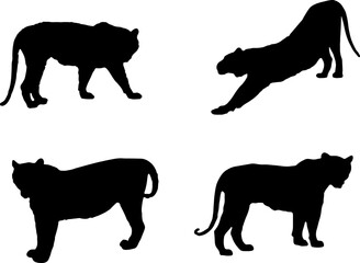 Silhouettes of Tiger