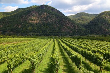 Fototapeta na wymiar Wachau vineyard in Austria - Wachau region countryside