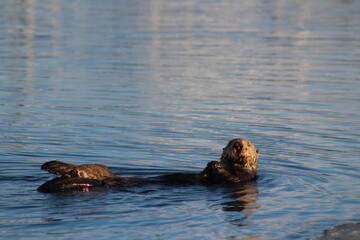 Fototapeta premium otter in the water 