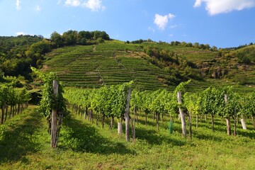 Fototapeta na wymiar Wachau vineyards in Austria - Wachau region countryside