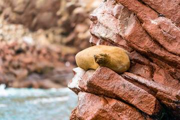 A sleeping Peruvian sea lion