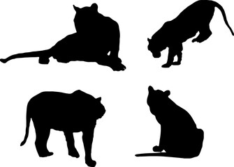 Silhouettes of Tiger