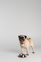 cute pug dog in red collar standing near stainless bowl on grey background.