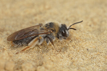 Closeup on a female red-tailed mining bee, Andrena haemorrhoa sitting on the ground