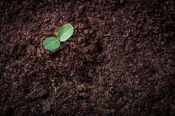 Pumpkins Seedlings are thriving from fertile soil, ecology concept. new life is coming,closeup	