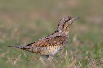The Eurasian wryneck or northern wryneck is a species of wryneck in the woodpecker family. 