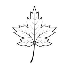 Maple leaf icon, isolated on white background.