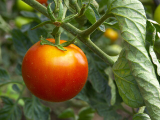 Frische Tomaten