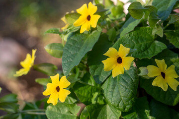 Blooming thunbergia alata in the garden