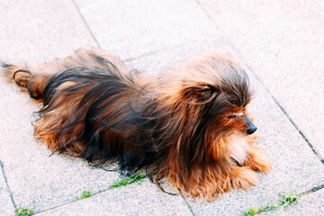 small dog with dark brown and white fur sitting on the floor.Selective focus.