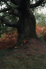 Old oak tree with mushrooms