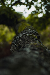 Moss and lichen on tree