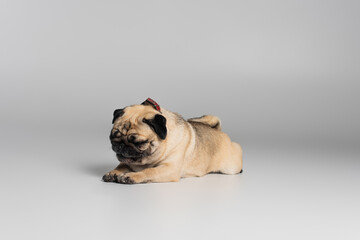 cute pug dog with wrinkles lying while resting on grey background.