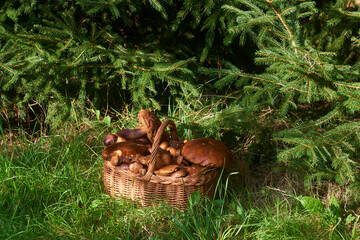 Wicker basket full of freshly picked mushrooms standing in the forest