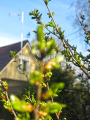  green buds of the cherry tree swell in early spring