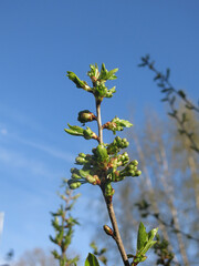  green buds of the cherry tree swell in early spring