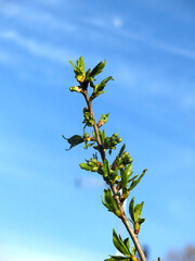  green buds of the cherry tree swell in early spring