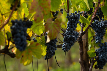 Red wine grapes from Dao winery, Viseu, Portugal. - obrazy, fototapety, plakaty