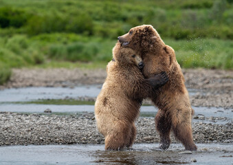 Bear hug at McNeil River