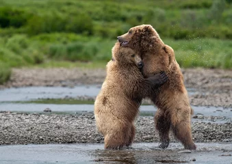 Fotobehang Bear hug at McNeil River © Tony Campbell