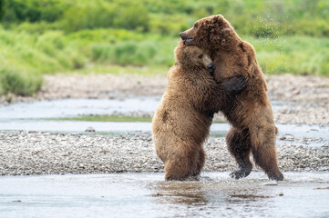 Bear hug at McNeil River
