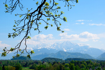 A branch with blooming leaves on the background of the Alps
