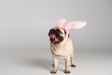 purebred pug dog in pink headband with bunny ears standing on grey background.