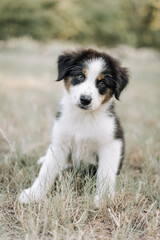 black tri Australian shepherd puppy in nature