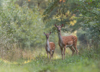 Naklejka na ściany i meble Morning scene with beautiful deer females in the forest