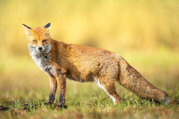 Naklejka na ściany i meble Fox Vulpes vulpes in autumn scenery, Poland Europe, animal walking among winter meadow in orange background
