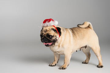 purebred pug dog in santa hat sticking out tongue standing on grey background.