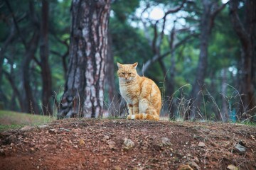 Cats living on the street. Animal care in the city.