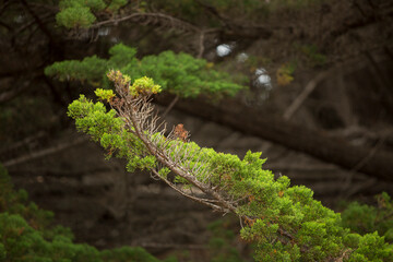 detail of a cypress tree branch at Mackerricher state park near Fort Bragg, California